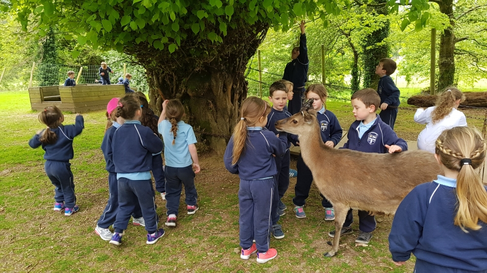 Junior Infants School Tour May 2017 Kennedys (15)-min