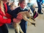 Lambs visit St. Johns Jan 2017