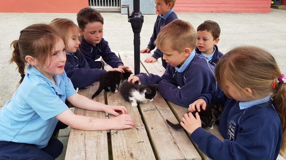 Junior Infants School Tour May 2017 Kennedys (27)-min