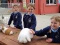Junior Infants School Tour May 2017 Kennedys (4)-min